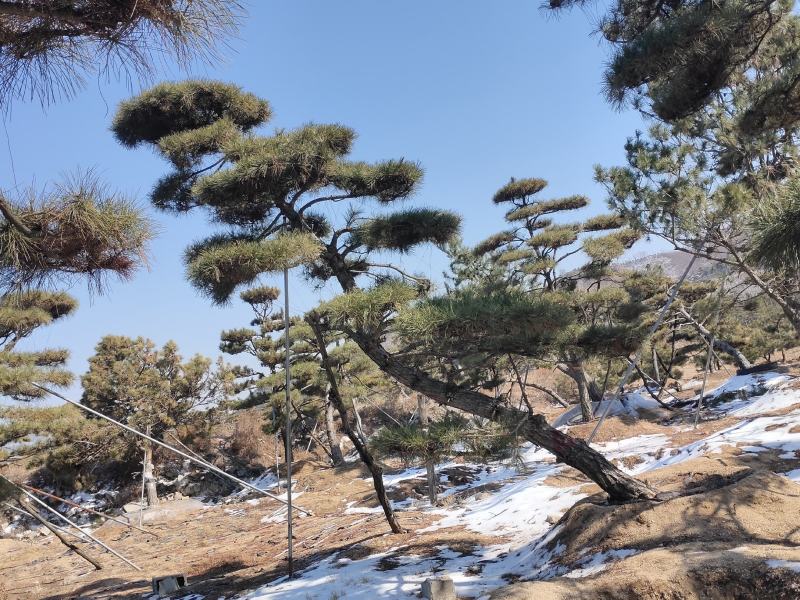 大型古松，精品造型黑松，大规格造型松