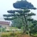 大型古松，精品造型黑松，大规格造型松