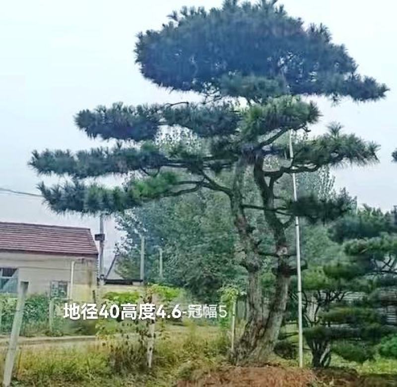 大型古松，精品造型黑松，大规格造型松