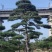 大型古松，精品造型黑松，大规格造型松