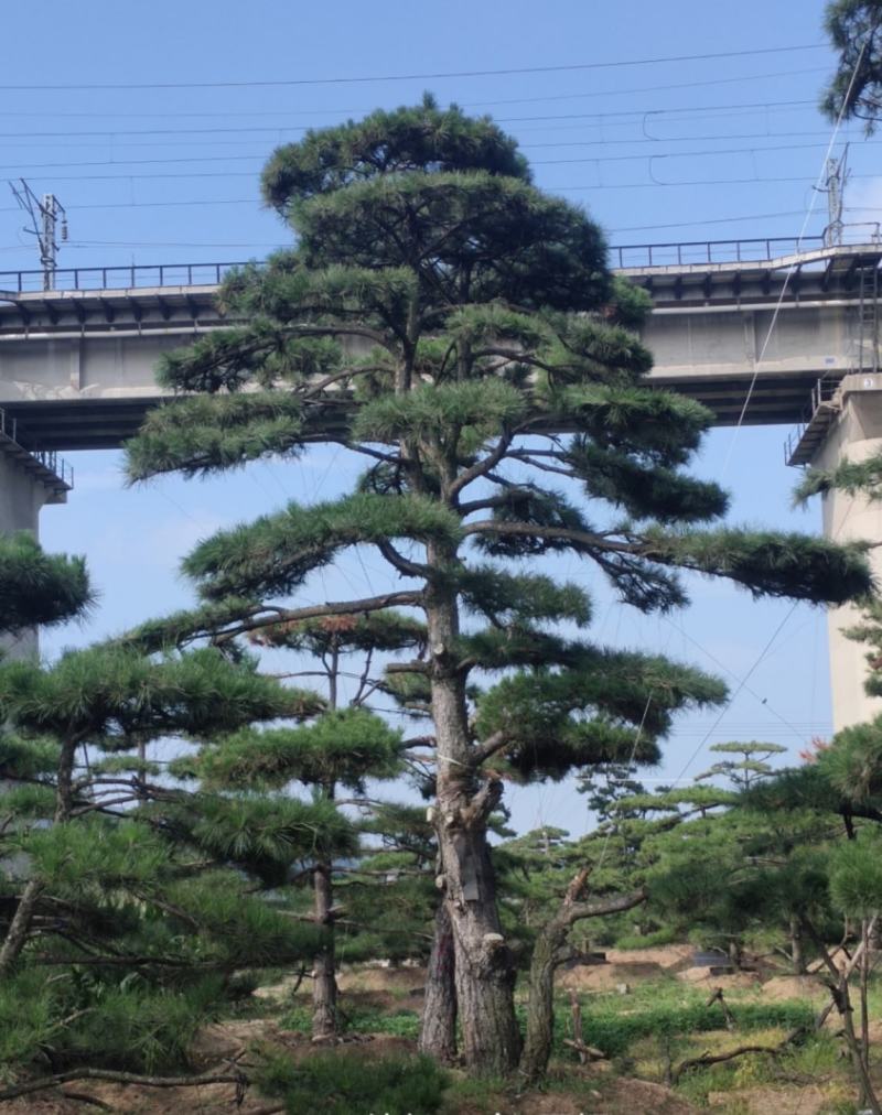 大型古松，精品造型黑松，大规格造型松