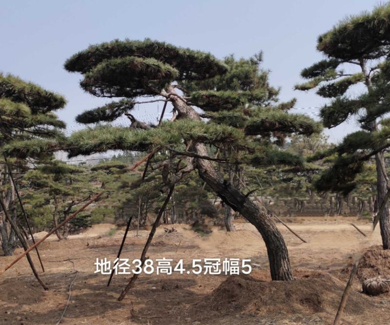 大型古松，精品造型黑松，大规格造型松