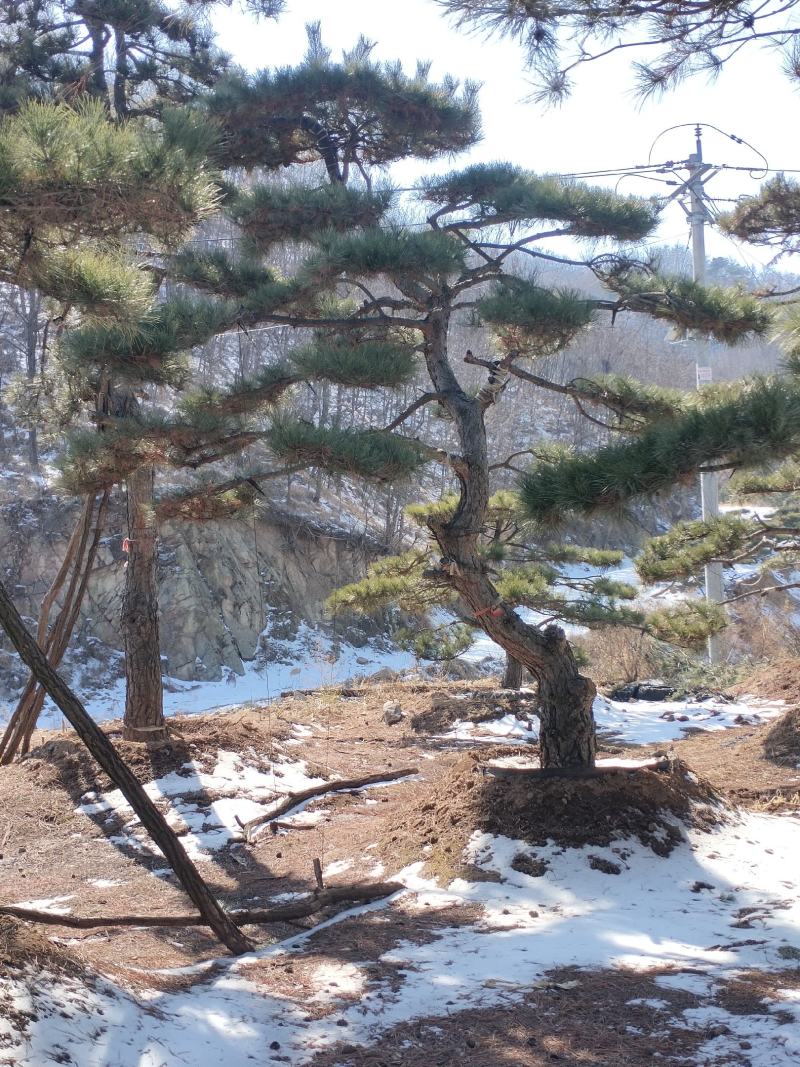 大型古松，精品造型黑松，大规格造型松