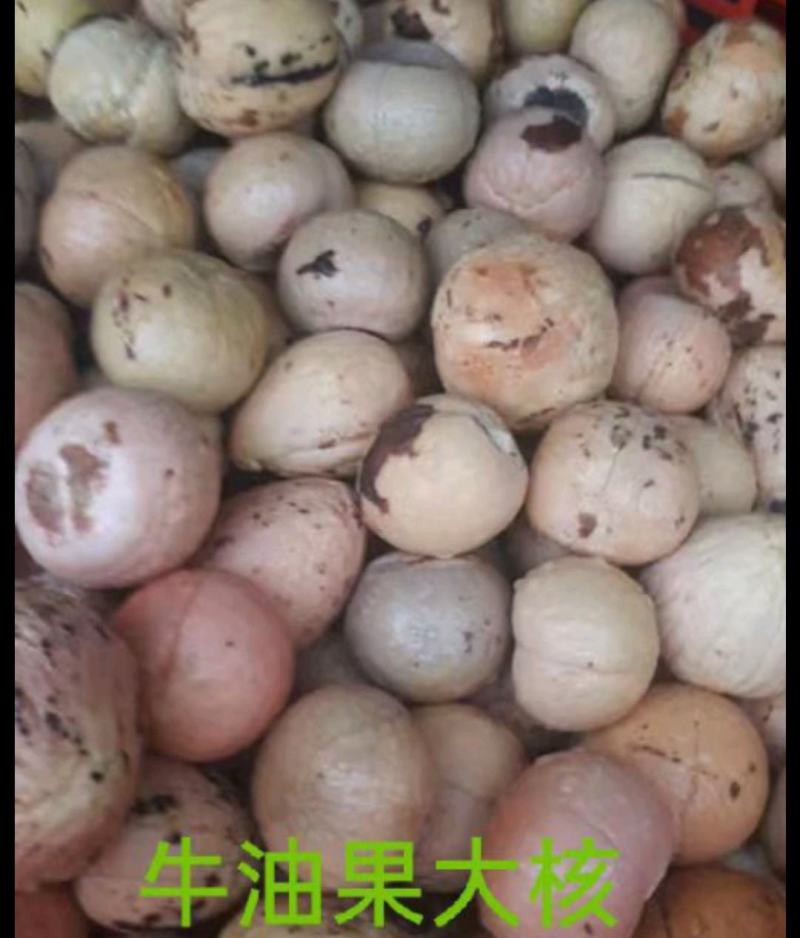 牛油果种子新鲜高发芽率
