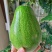 牛油果种子新鲜高发芽率