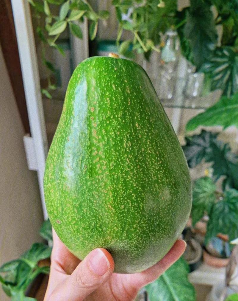 牛油果种子新鲜高发芽率