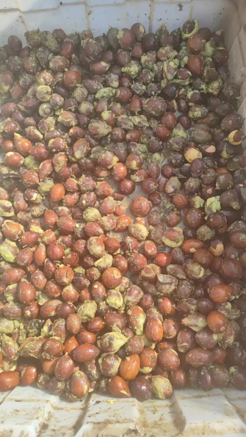 牛油果种子新鲜高发芽率