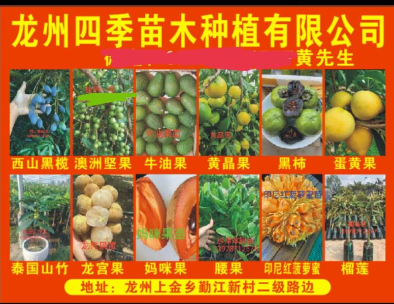 进口牛奶果嫁接苗产地直发