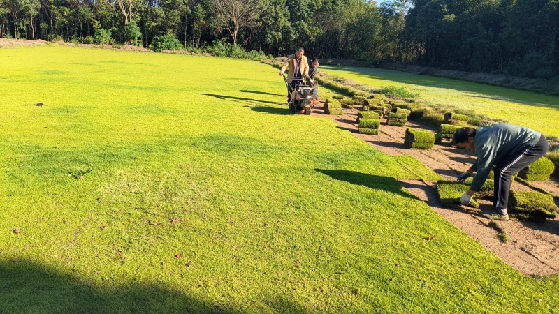 马尼拉草坪