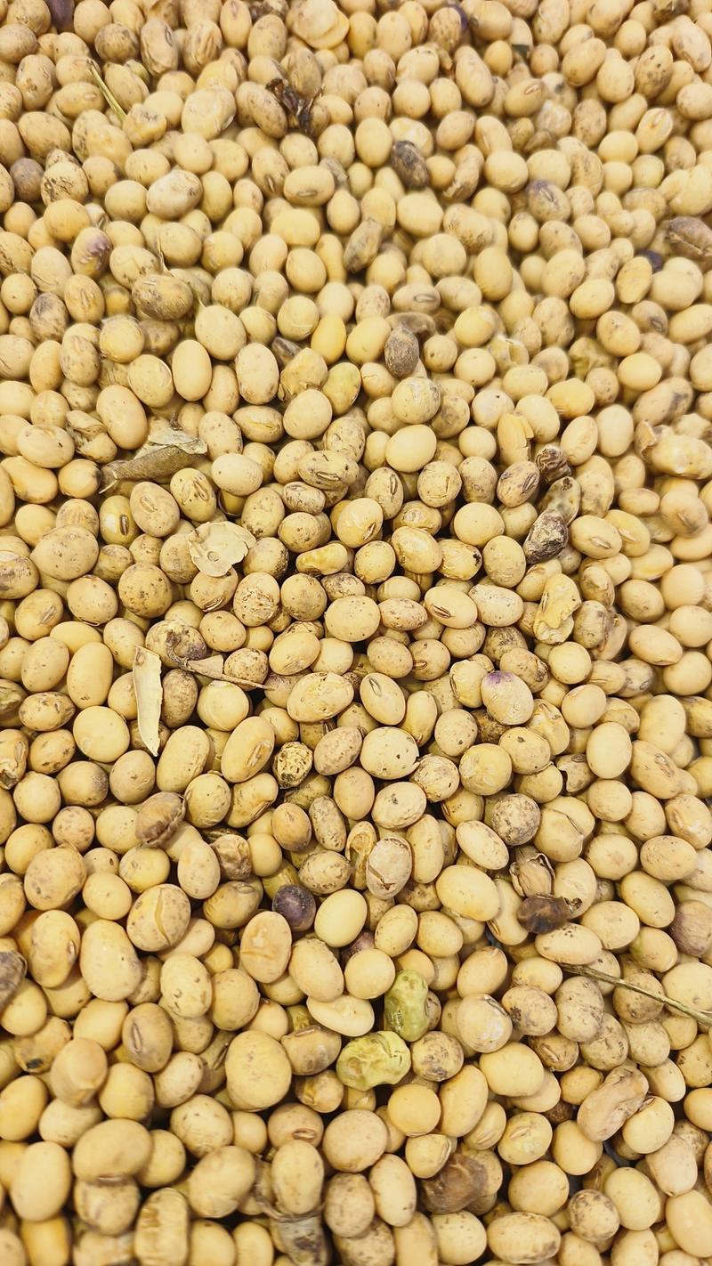 湖北产地直销优选精品黄豆一手货源价格优惠可视频看货
