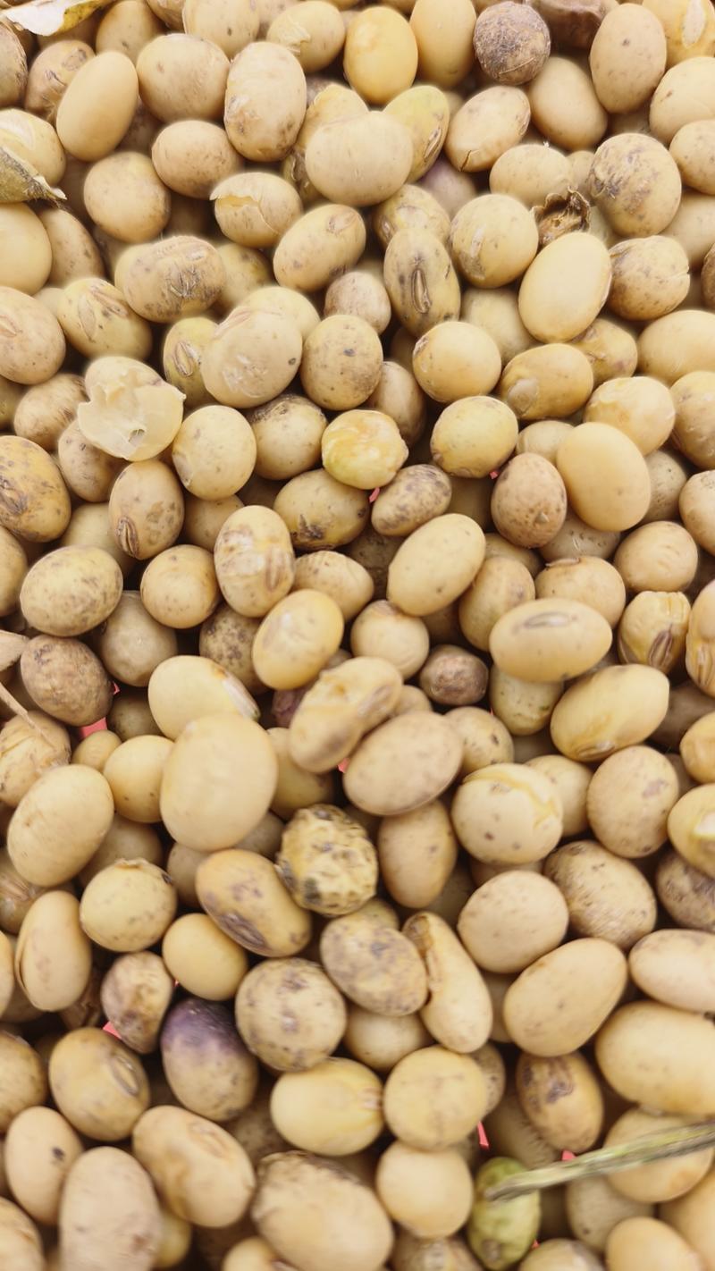 湖北产地直销优选精品黄豆一手货源价格优惠可视频看货