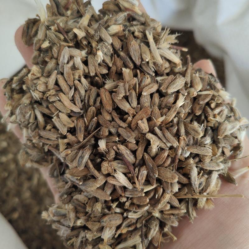 苍术种子北苍术种子保证发芽率提供技术指导保证正品批发