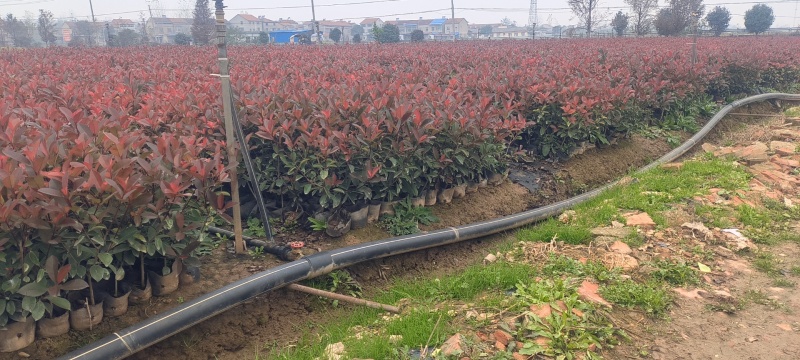 红叶石楠