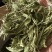 甜叶菊甜叶菊中药材甜叶菊花茶保庆药业甜菊叶