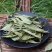 甜叶菊甜叶菊中药材甜叶菊花茶保庆药业甜菊叶