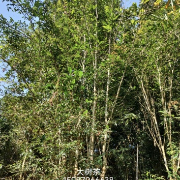 普洱好茶
