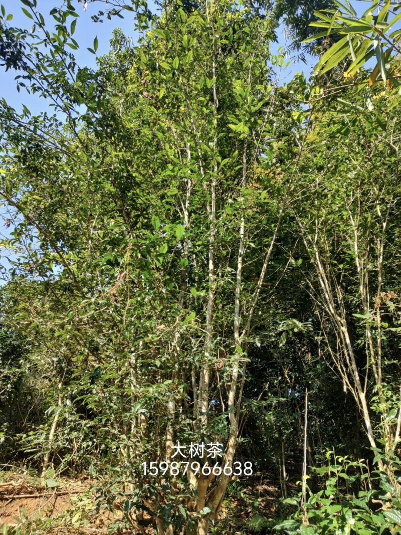 普洱好茶