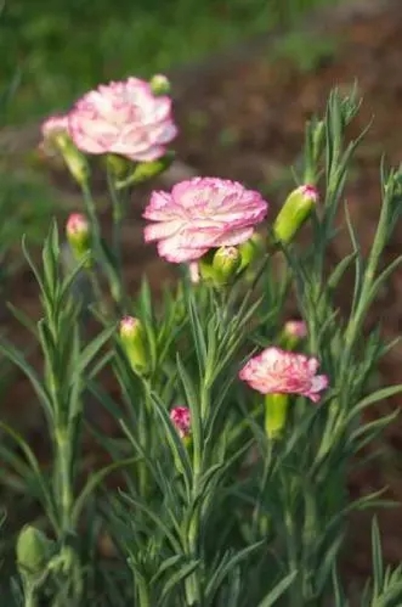 正宗进口重瓣康乃馨种子四季开花盆栽庭院种植混色包装