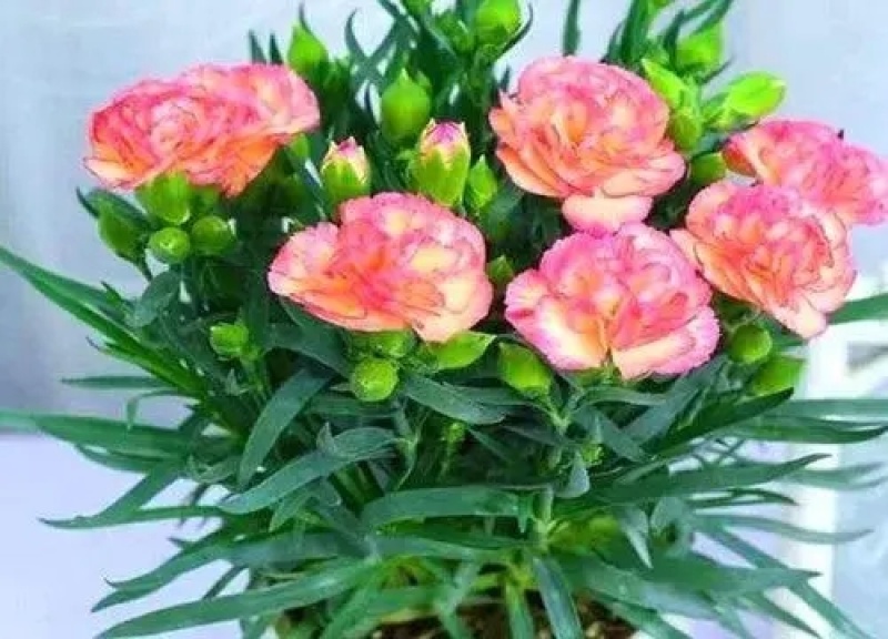 正宗进口重瓣康乃馨种子四季开花盆栽庭院种植混色包装