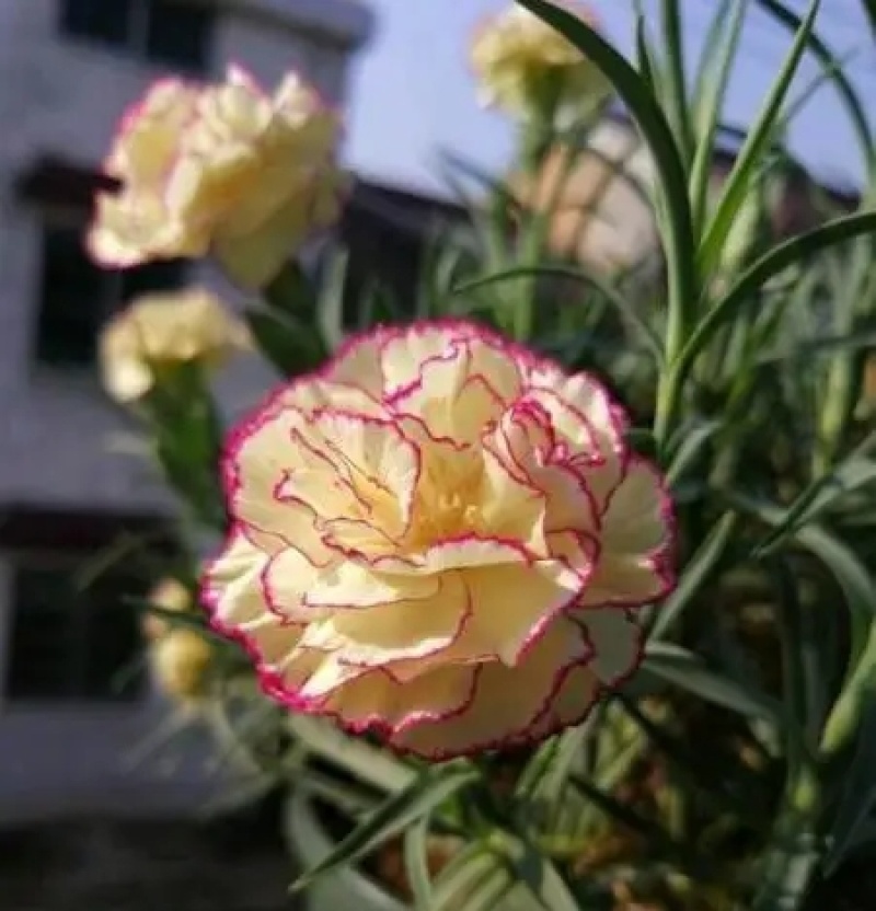 正宗进口重瓣康乃馨种子四季开花盆栽庭院种植混色包装