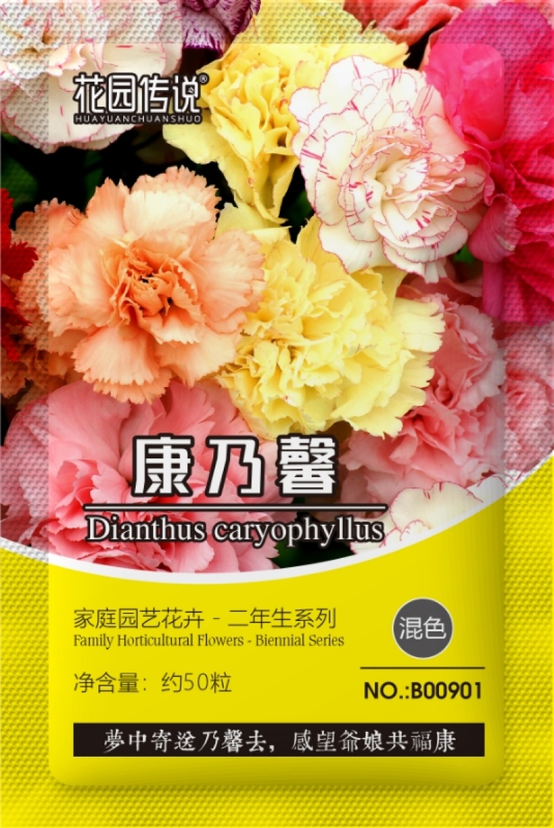 正宗进口重瓣康乃馨种子四季开花盆栽庭院种植混色包装