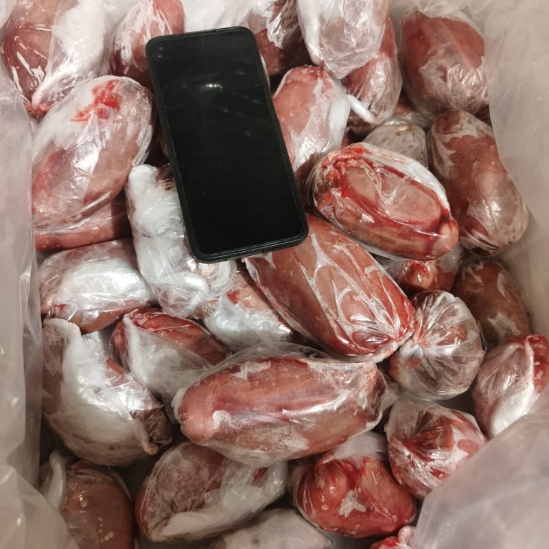羊宝羊外要羊蛋大量有货价格美丽欢迎来电咨询