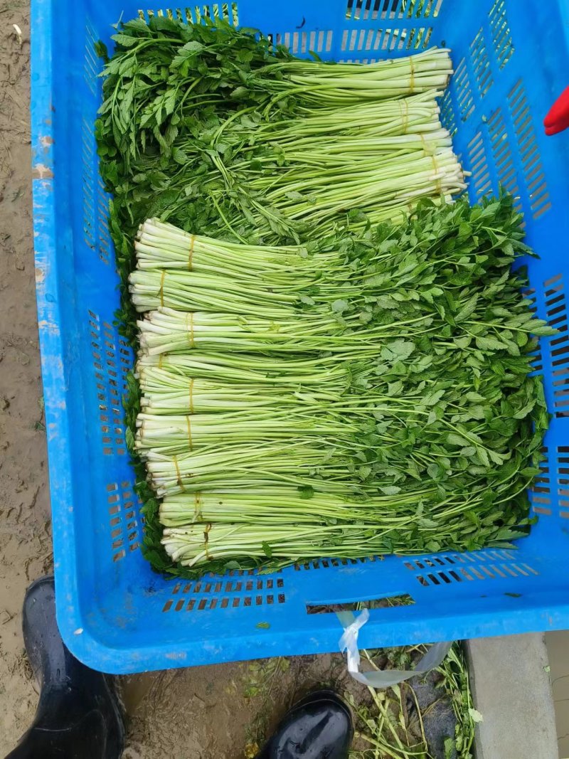 水芹菜