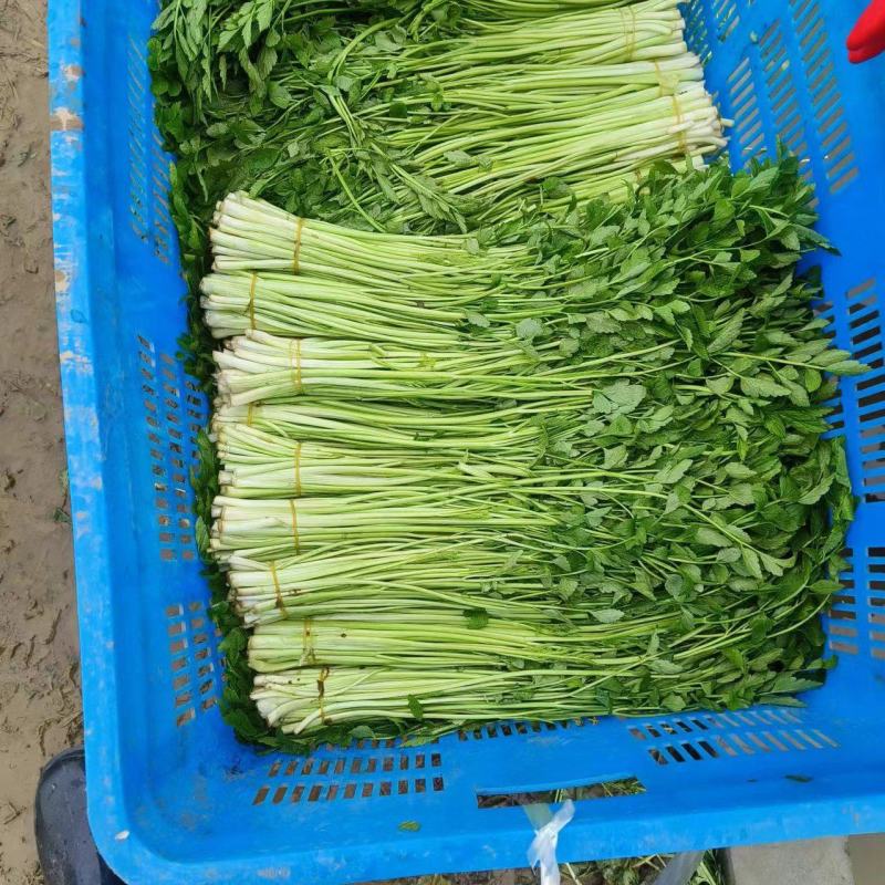 水芹菜