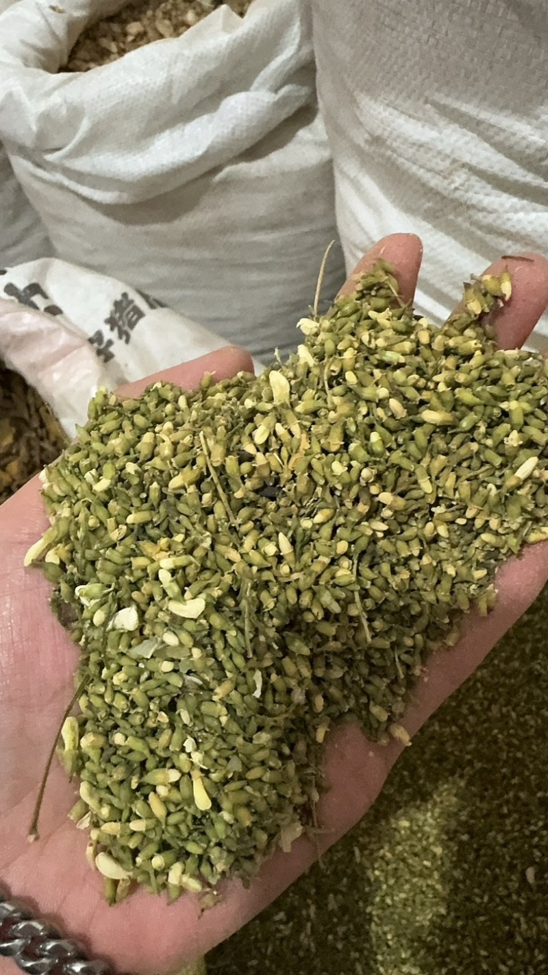 槐米槐米保庆药材批发槐米实物拍摄！颜色青