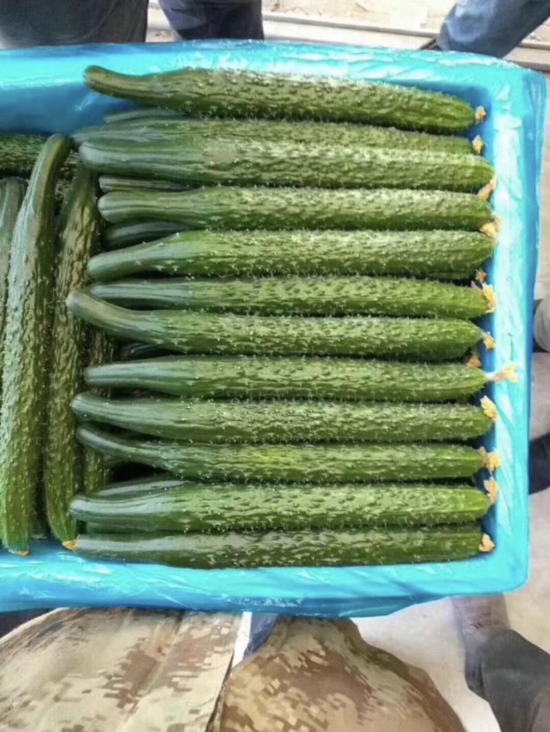 河南商丘产地精品密刺黄瓜大量上市全国发货