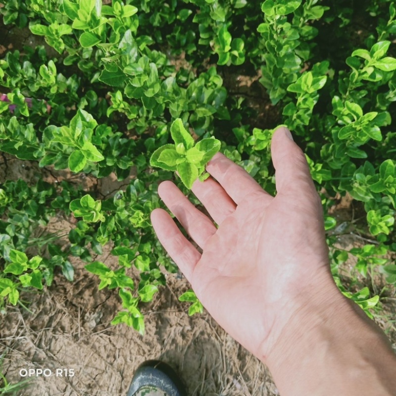 卫茅苗大量供应，绿化工程苗，基地直发一手货源