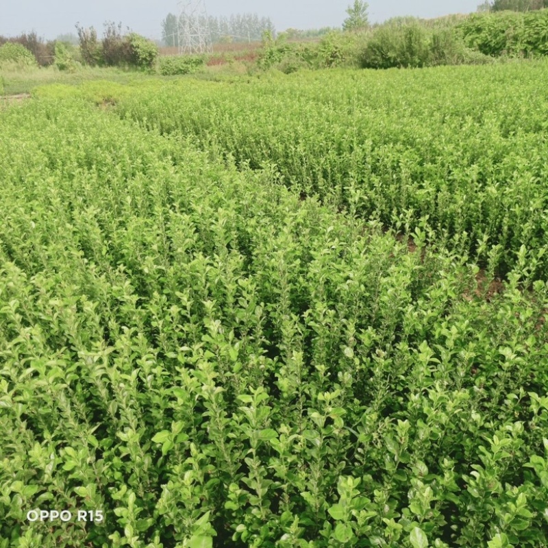 卫茅苗大量供应，绿化工程苗，基地直发一手货源