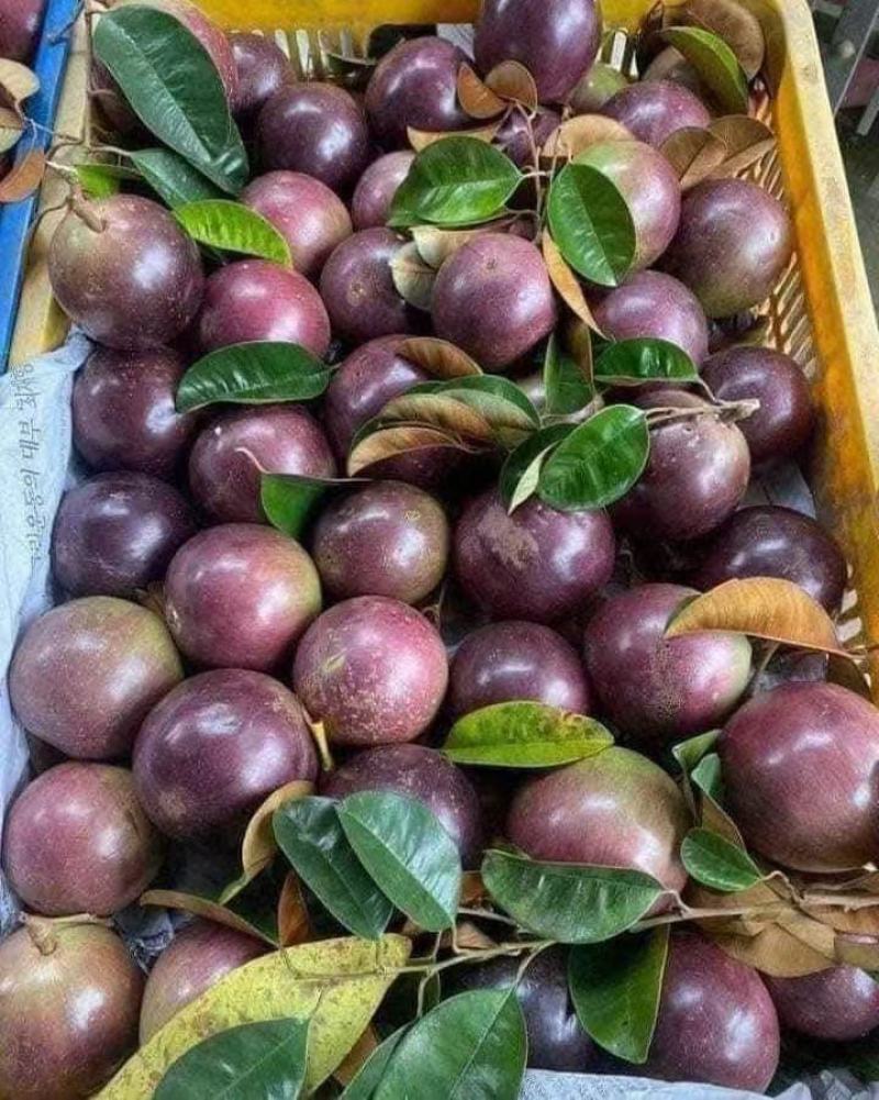 牛奶果核发芽高新鲜