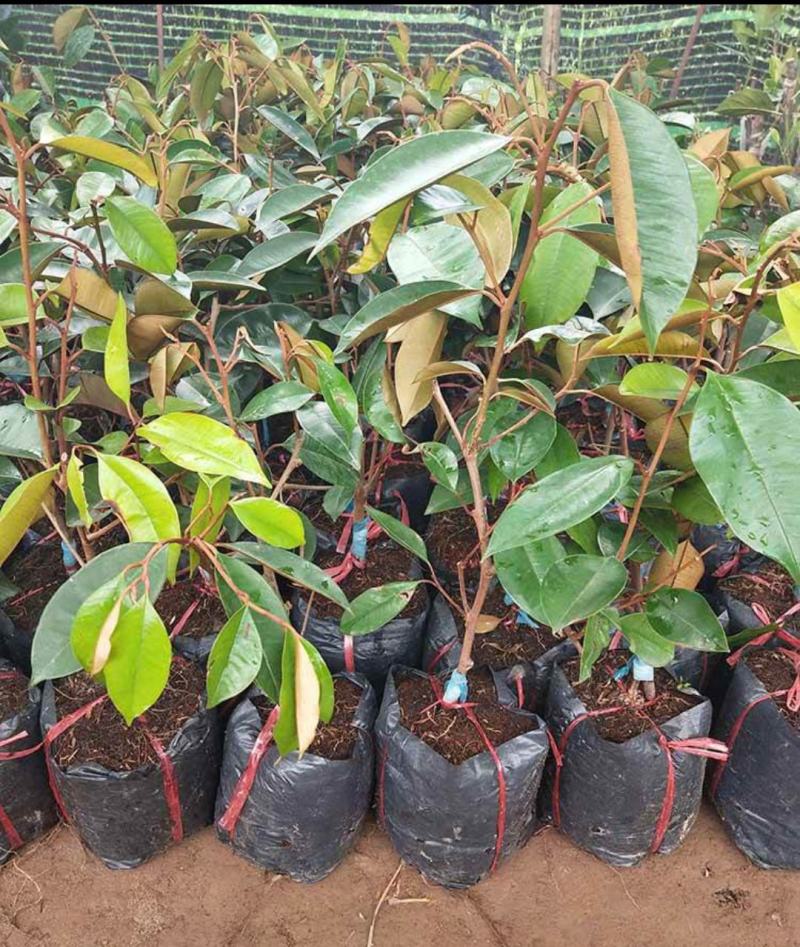牛奶果核发芽高新鲜