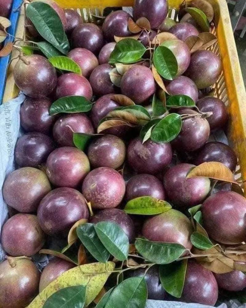 牛奶果核发芽高新鲜