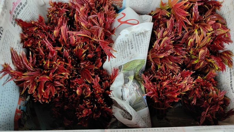 四川香椿芽大量上市