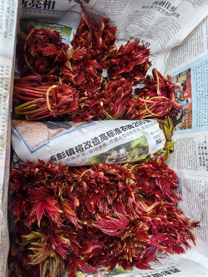 四川香椿芽大量上市