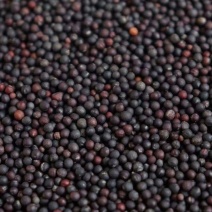油菜籽农家自种非转基因油菜籽榨油用油菜籽