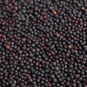 油菜籽农家自种非转基因油菜籽榨油用油菜籽