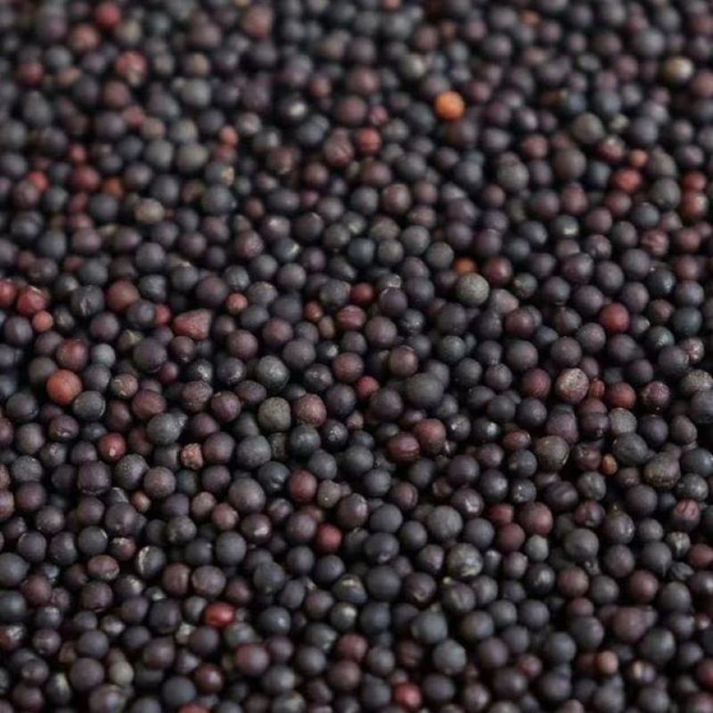 油菜籽农家自种非转基因油菜籽榨油用油菜籽