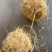 竹茹竹茹球竹茹丝另有竹茹丝干净无杂质实拍有视频
