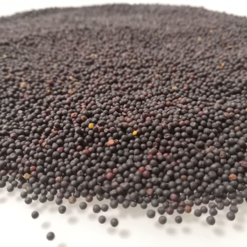 油菜籽农家自种非转基因油菜籽榨油用油菜籽