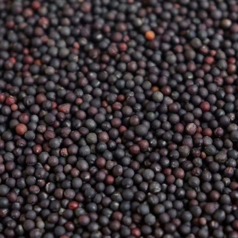 油菜籽农家自种非转基因油菜籽榨油用油菜籽