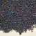 油菜籽农家自种非转基因油菜籽榨油用油菜籽