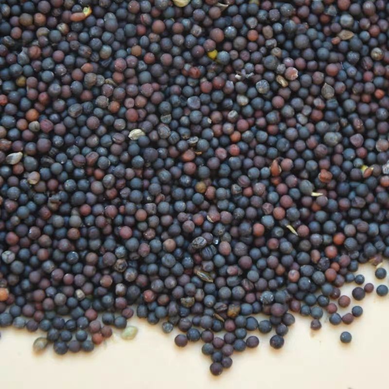 油菜籽农家自种非转基因油菜籽榨油用油菜籽