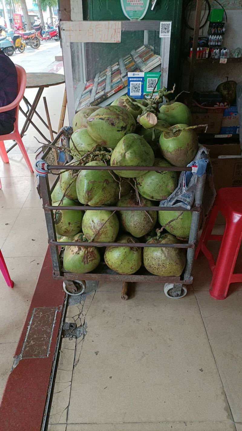 海南椰子。