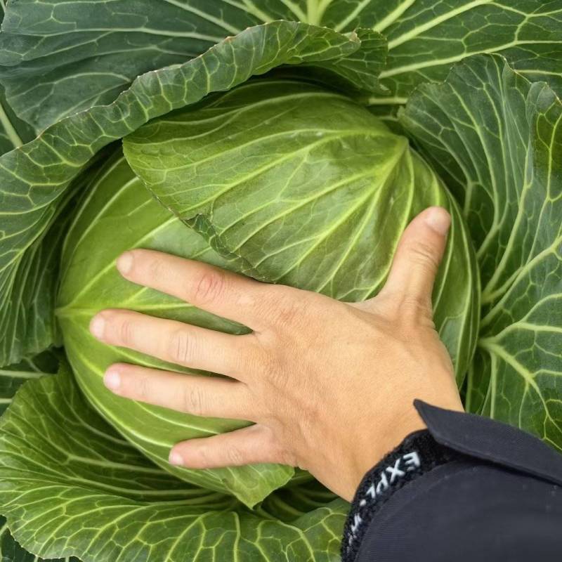 四川扁包菜紧包菜规格齐品种多产地直发量大几百亩厚皮