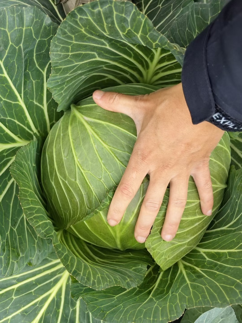 四川扁包菜紧包菜规格齐品种多产地直发量大几百亩厚皮