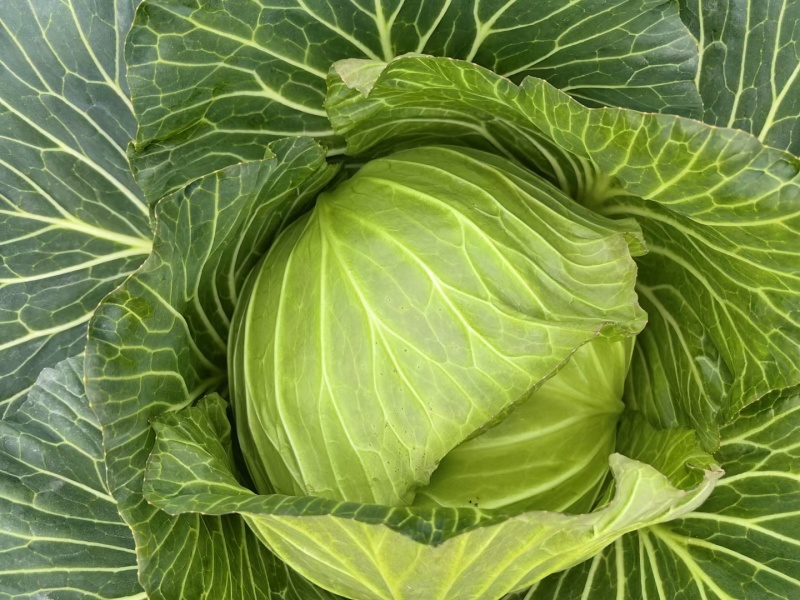 四川扁包菜紧包菜规格齐品种多产地直发量大几百亩厚皮