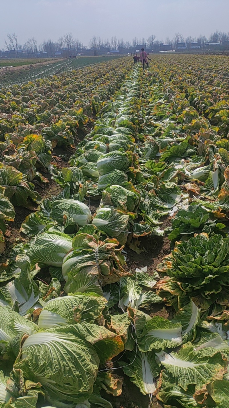 新野县联赢万亩蔬菜基地大量供应黄心大白菜
